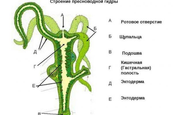 Кракен современный даркнет маркетплейс