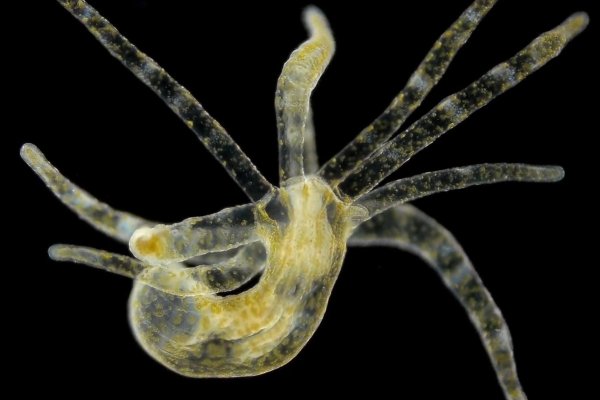 Kraken tor
